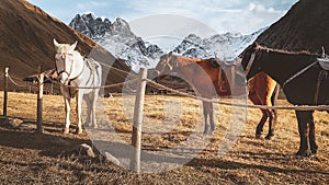 Beautiful three horses white brown black stand in meadow field in Juta valley in Kazbegi national park with dramatic mountain