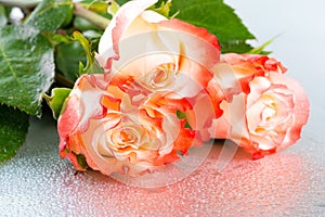 beautiful three orange rose flowers on light background with drops, close up