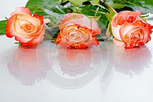 Beautiful three pink rose flowers on light background with drops