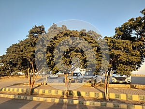 Nature Tree sun set time in the park