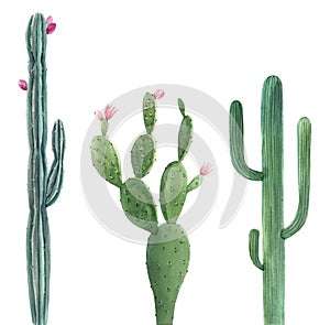 Beautiful three watercolor cactus hand drawn illustrations set. White background. Isolated objects.