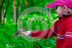 Beautiful three-year-old girl in a red sweater feeds pine nuts with her hands on a titmouse