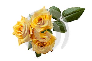 Beautiful three yellowish orange roses isolated on white background