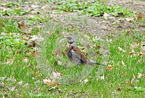 Beautiful thrush bird on grass, Lithuania