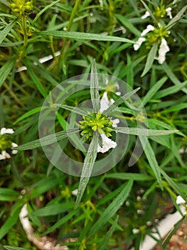 Beautiful Thumbe or Ceylon slitwort flower in a house garden with green background photo