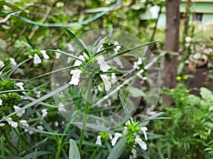 Beautiful Thumbe or Ceylon slitwort flower in a house garden with green background photo