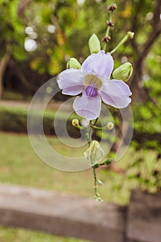 Beautiful Thunbergia grandiflora, Thunbergia laurifolia, Blue trumpet vine,