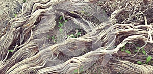 Beautiful Thyme roots