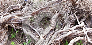 Beautiful thyme roots in Crete