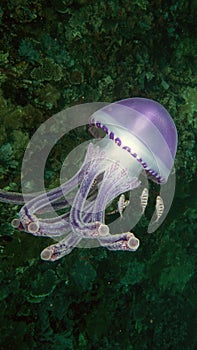 A beautiful Thystanostoma flagellatum jellyfish