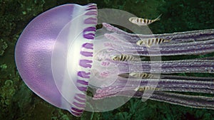 A beautiful Thystanostoma flagellatum jellyfish photo