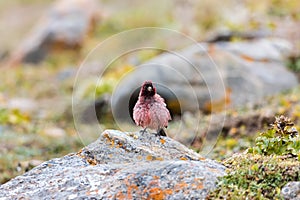 Beautiful tibetan rosefinch