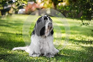 Beautiful Tibetan Terrier Dog Sitting In The Grass