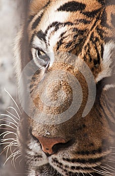 Beautiful tiger in captivity
