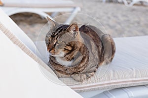 beautiful tiger cat resting on a sunbed on the beach