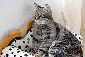 Beautiful Tiger Cat sitting on a Dalmatian coach at home