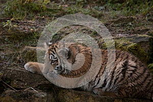 Beautiful tiger cub resting on tjhe ground