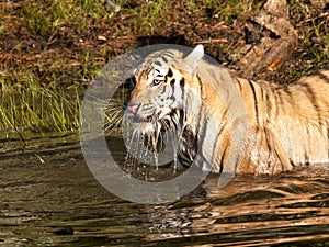 Tiger Drinking in the River