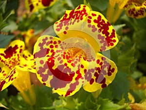 A beautiful tiger flower, red dotted flower, yellow flower