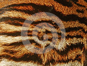 Beautiful Tiger fur background texture