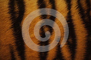 Beautiful tiger fur colorful texture with orange, beige, yellow and black