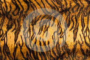 Beautiful tiger fur pattern texture background