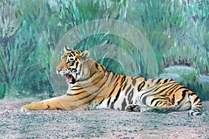 A beautiful tiger lies on the ground. The animal is resting. Dangerous predator. Cat yawns.