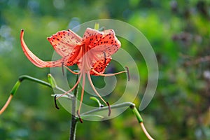 Beautiful tiger lily on flowerbed in garden