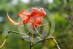 Beautiful tiger lily on flowerbed in garden