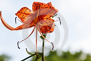 Beautiful tiger lily on flowerbed in garden