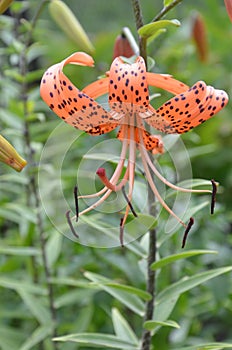 Beautiful tiger lily in the garden