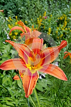 Beautiful Tiger lily in the summer garden