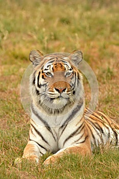 Aler tiger staring on grass background photo