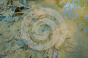 Beautiful tiger paw print on the vlay soil inside of the forest in Chitwan National Park, Nepal