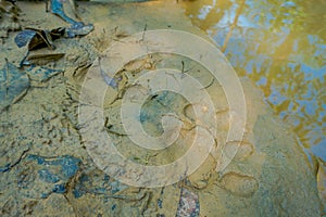 Beautiful tiger paw print on the vlay soil inside of the forest in Chitwan National Park, Nepal