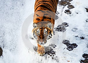 Beautiful tiger portrait