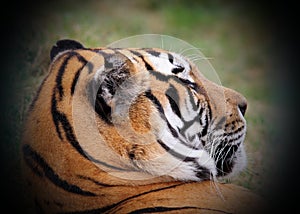 Beautiful tiger portrait