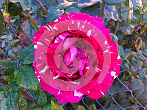 Beautiful tiger red spotted rose, Class Abracadabra background