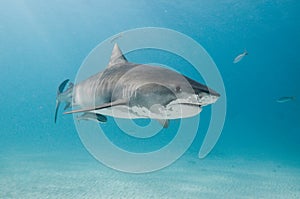 A beautiful tiger shark in a clear ocean