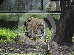 Beautiful Tiger Stalking in the Enclosure