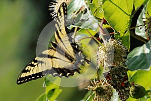 Beautiful tiger swallowtail butterfly, on a prickly bush