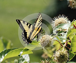 Beautiful tiger swallowtail butterfly, on a prickly bush