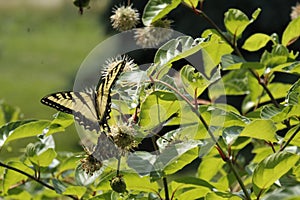 Beautiful tiger swallowtail butterfly, on a prickly bush