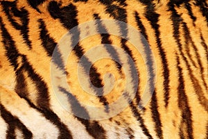 Beautiful tiger textured fur