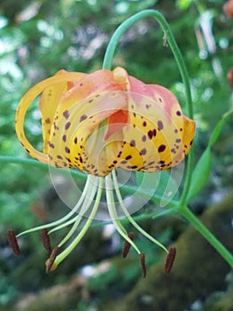 Beautiful Tigerlily  in northern callifornia