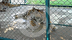 Beautiful tigers in aviary. Completely different