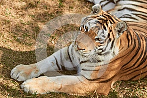 Beautiful tigress portrait