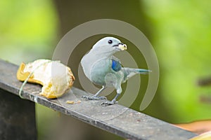 Beautiful tile bird eating banana- Thraupis episcopus