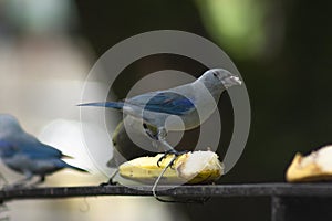 Beautiful tile bird eating banana- Thraupis episcopus