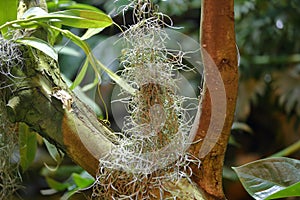 Beautiful Tillandsia Usneoides or Spanish Moss